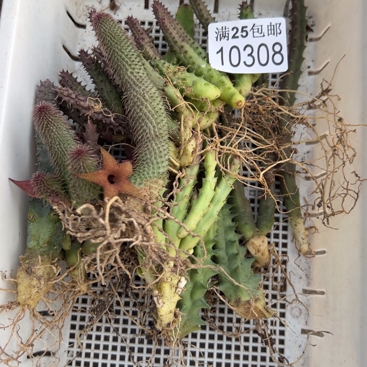 龙角308，一物一拍