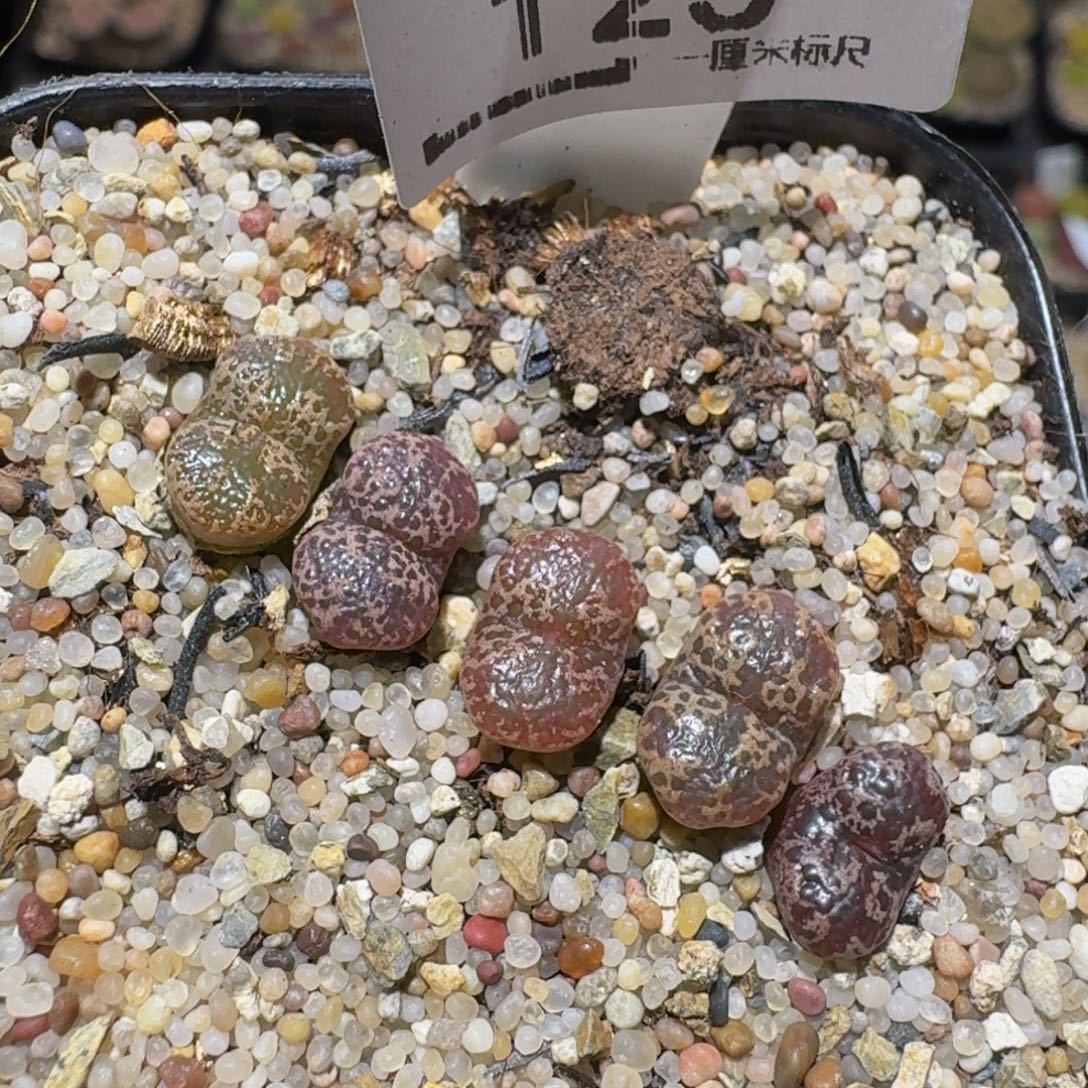 Zzzz生石花肉锥125