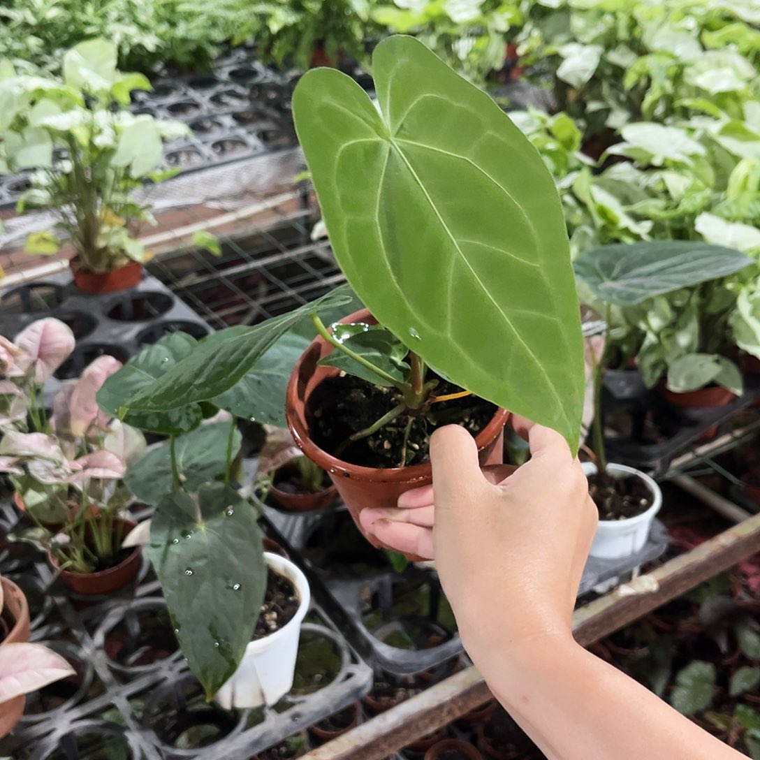 完全开放363 花烛杂