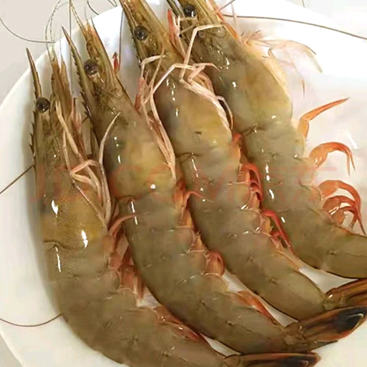 野生明虾 顺丰包邮