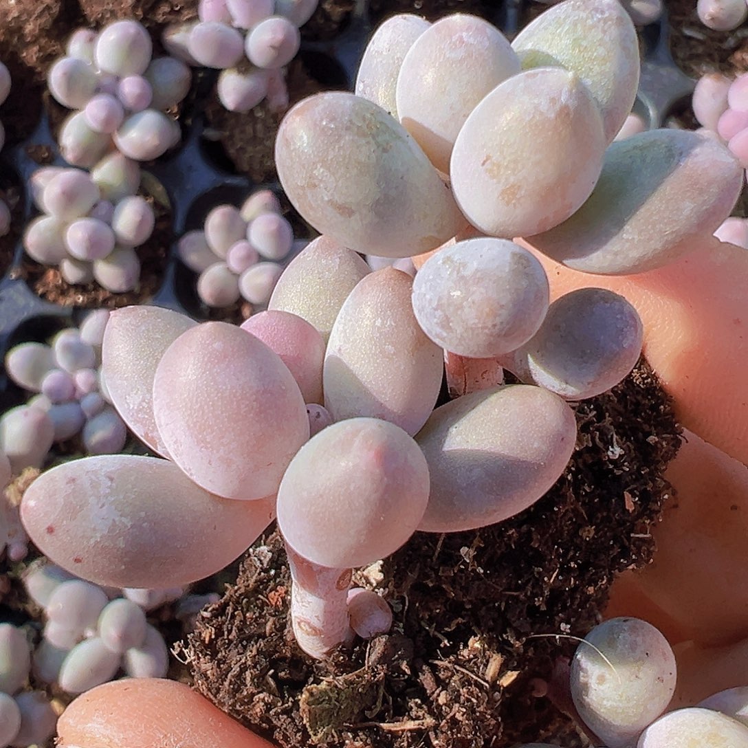 老桩汤圆5颗19包邮