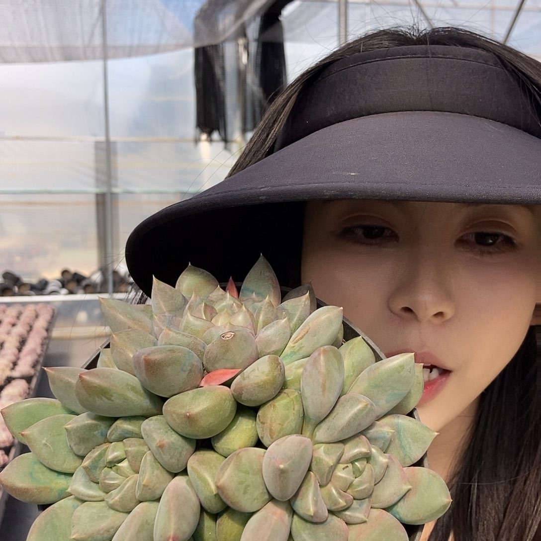 胖体红象牙随机小三头