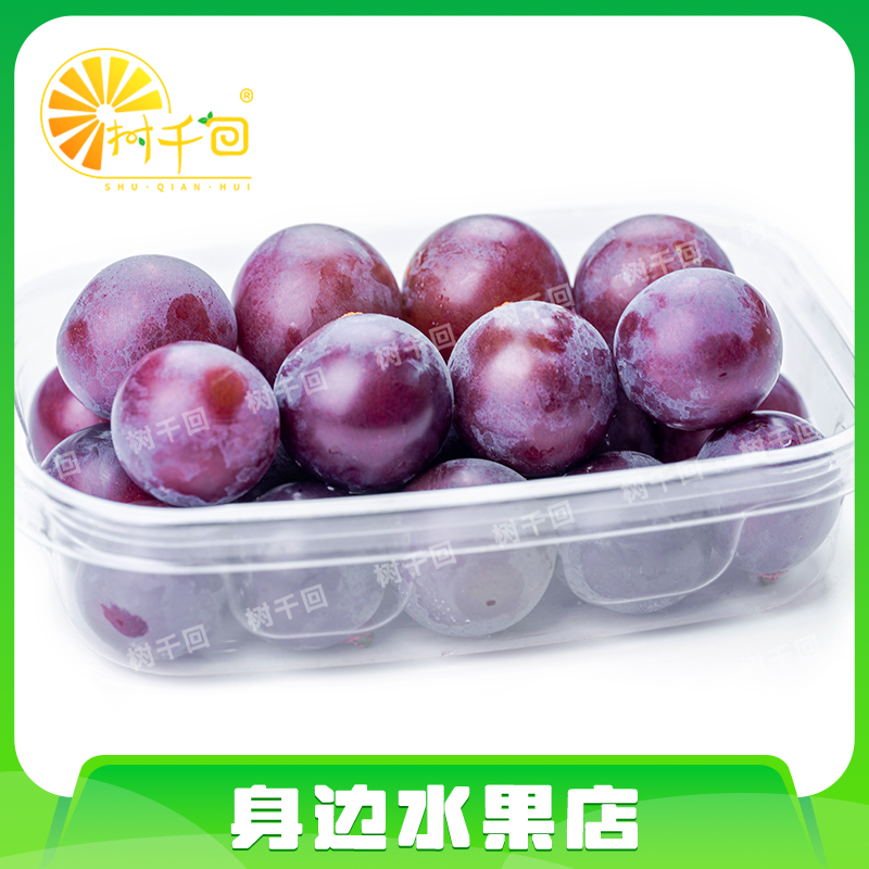 【带枝剪串】巨峰葡萄约500g 8甜2酸 个别有籽辽宁省