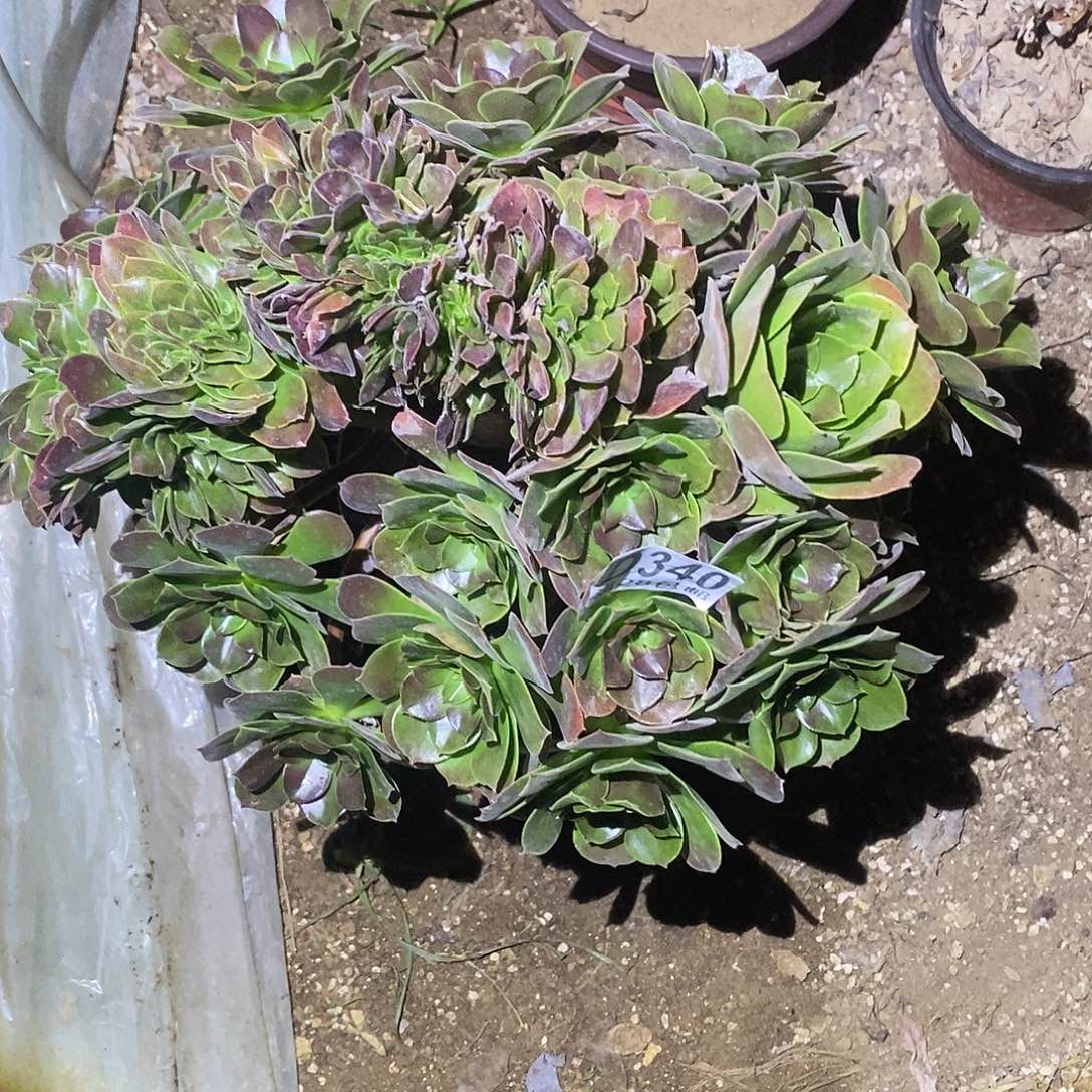 340多肉植物不包断枝