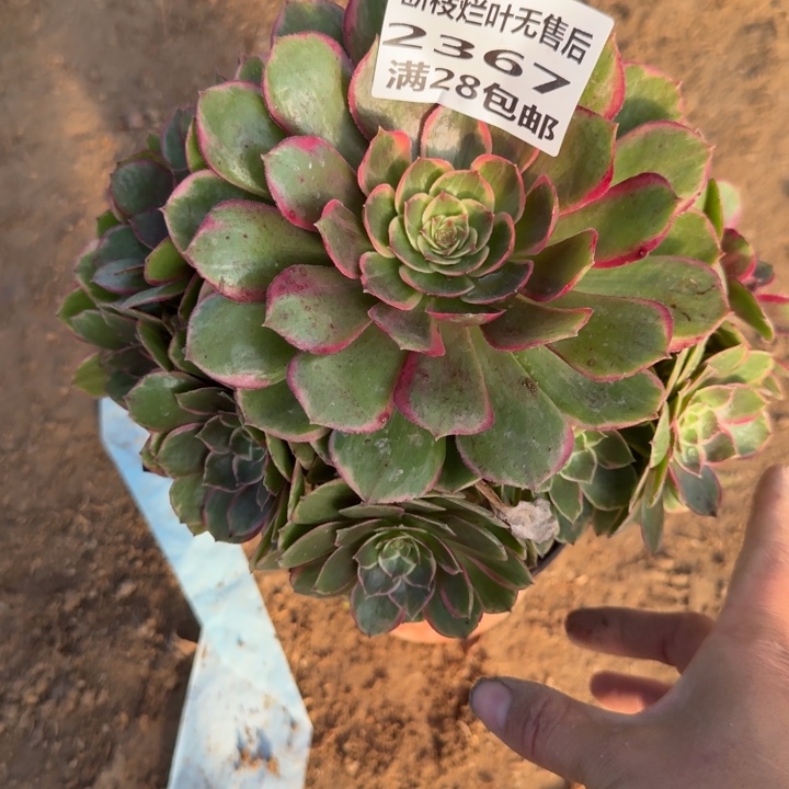 2367二号棚粉花妖C