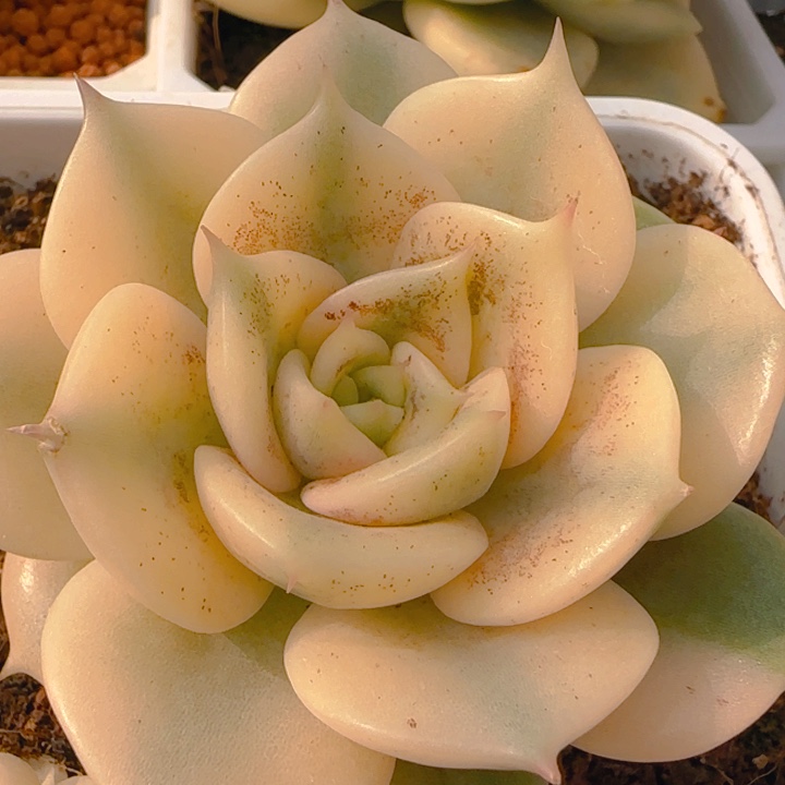 贝加尔湖锦多肉植物