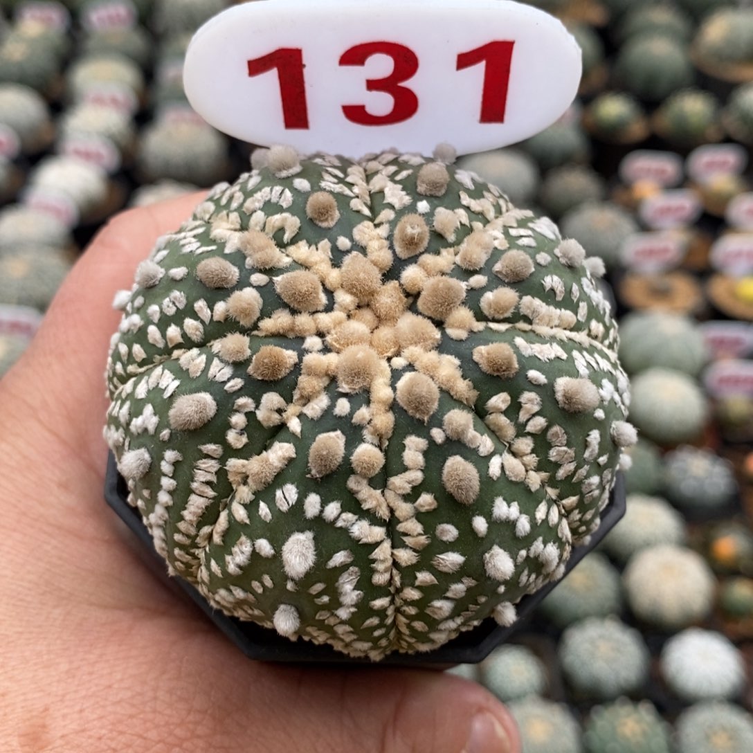 131花园福利来了来了