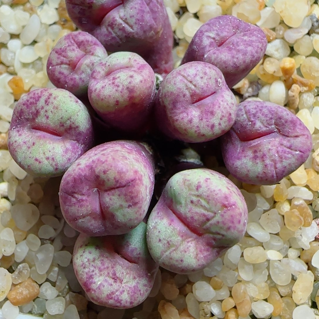 12.17红嘴精品多肉11号