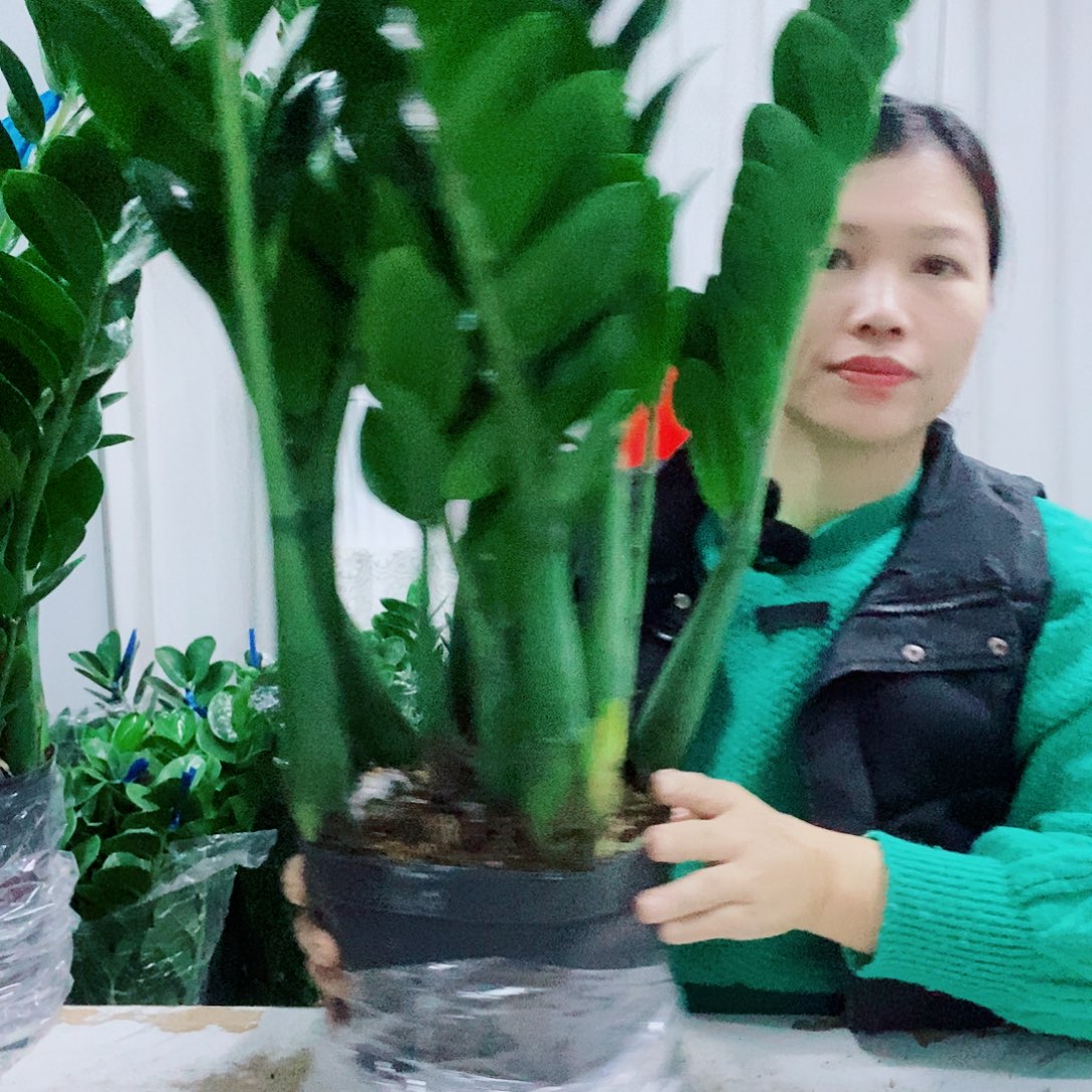 不开花植物21规格圆叶一盆