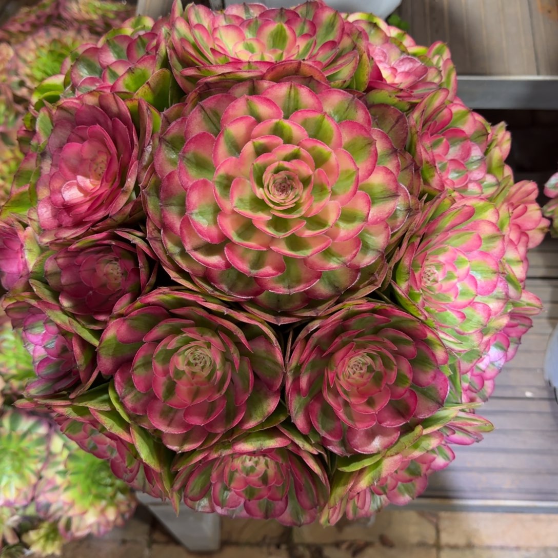 S***彦无花朵dbdnnddndndndndb