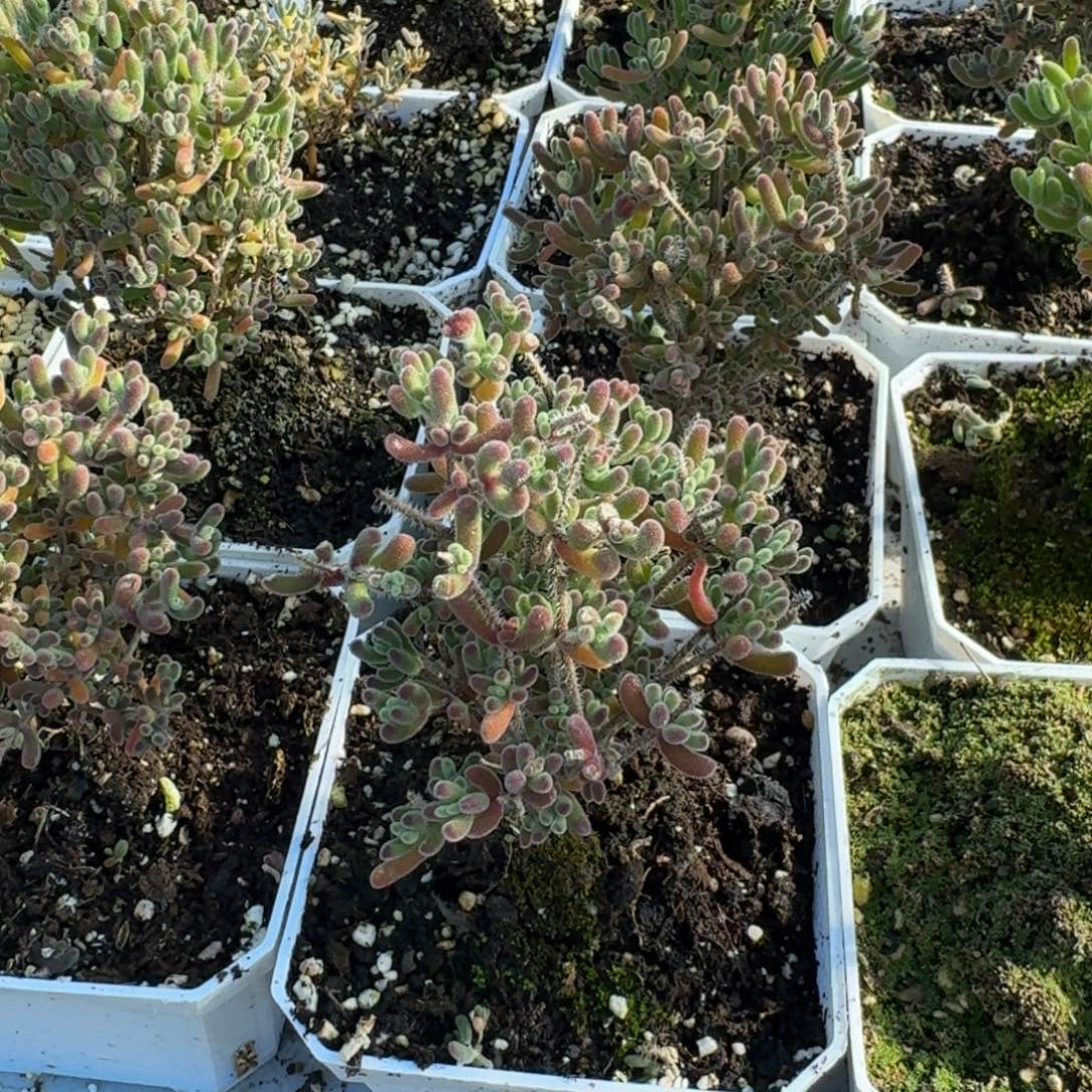 两个30元红叶带盆带土发