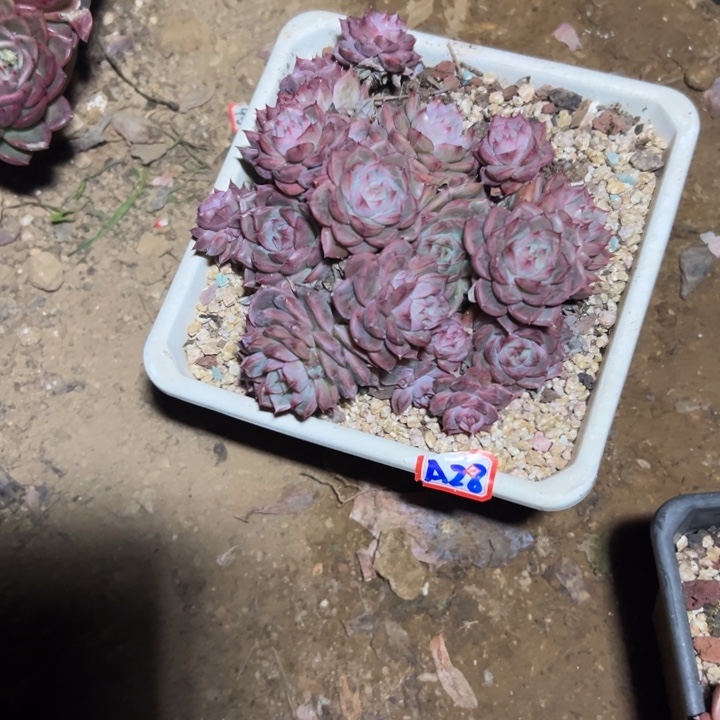 颖***儿精品多肉植物老桩