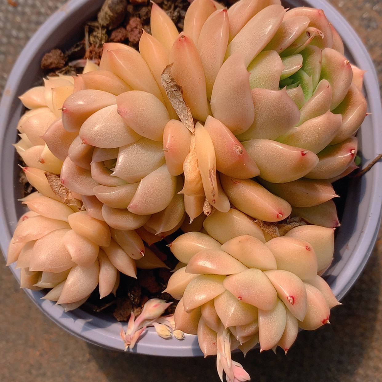 【闪购商品】云3061