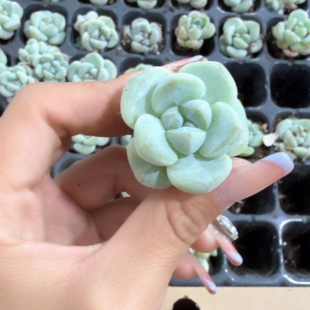 恩宠穴苗2米3颗 多肉