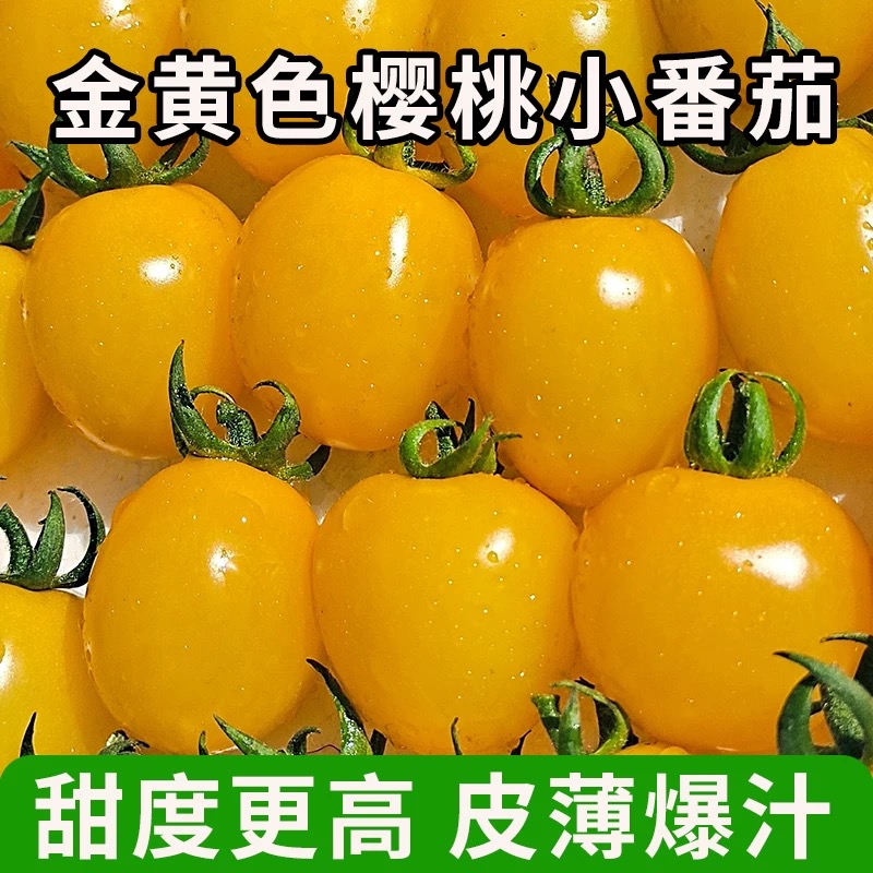 【次日达】樱桃小番茄金黄番茄自家果园精品果