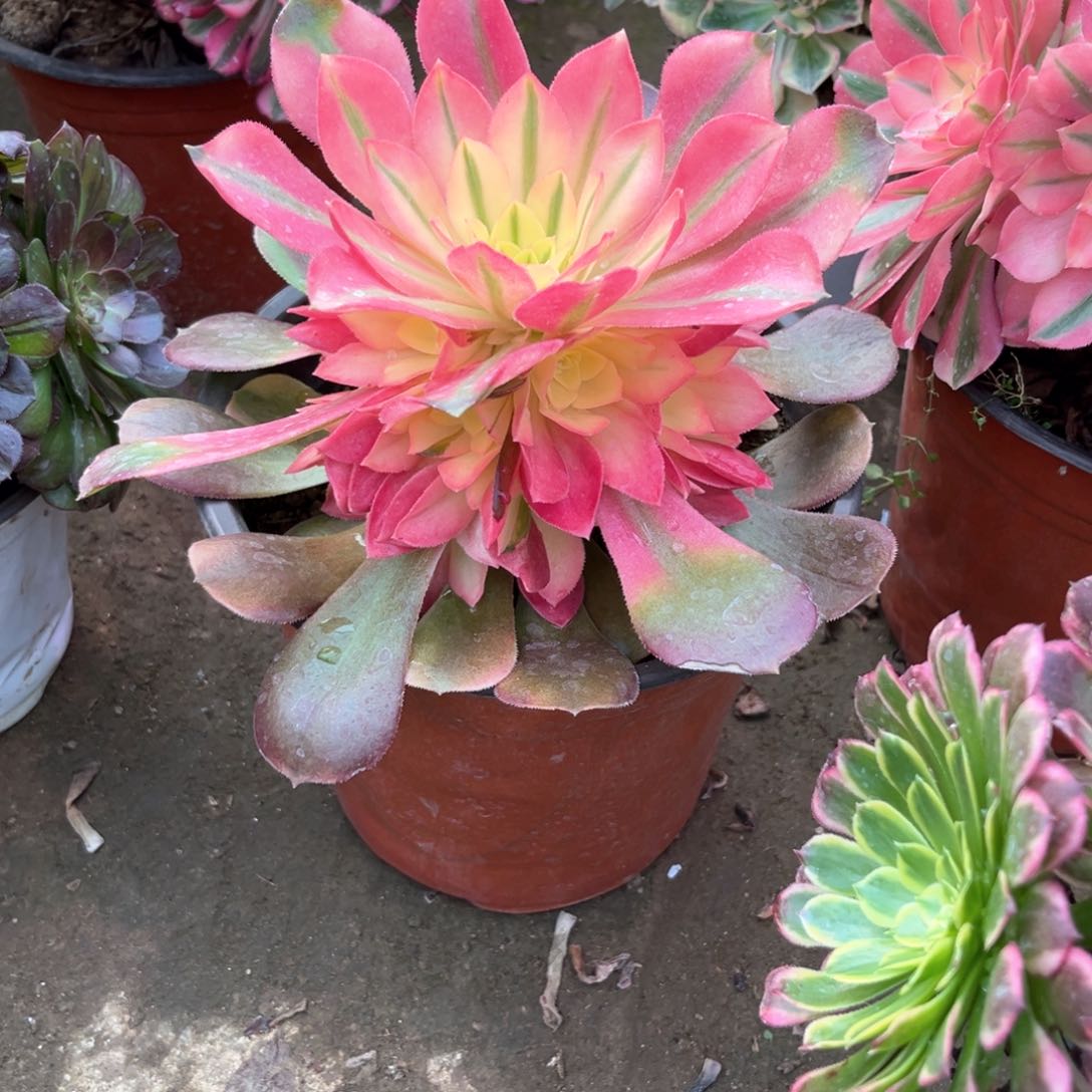 多肉植物香妃1197