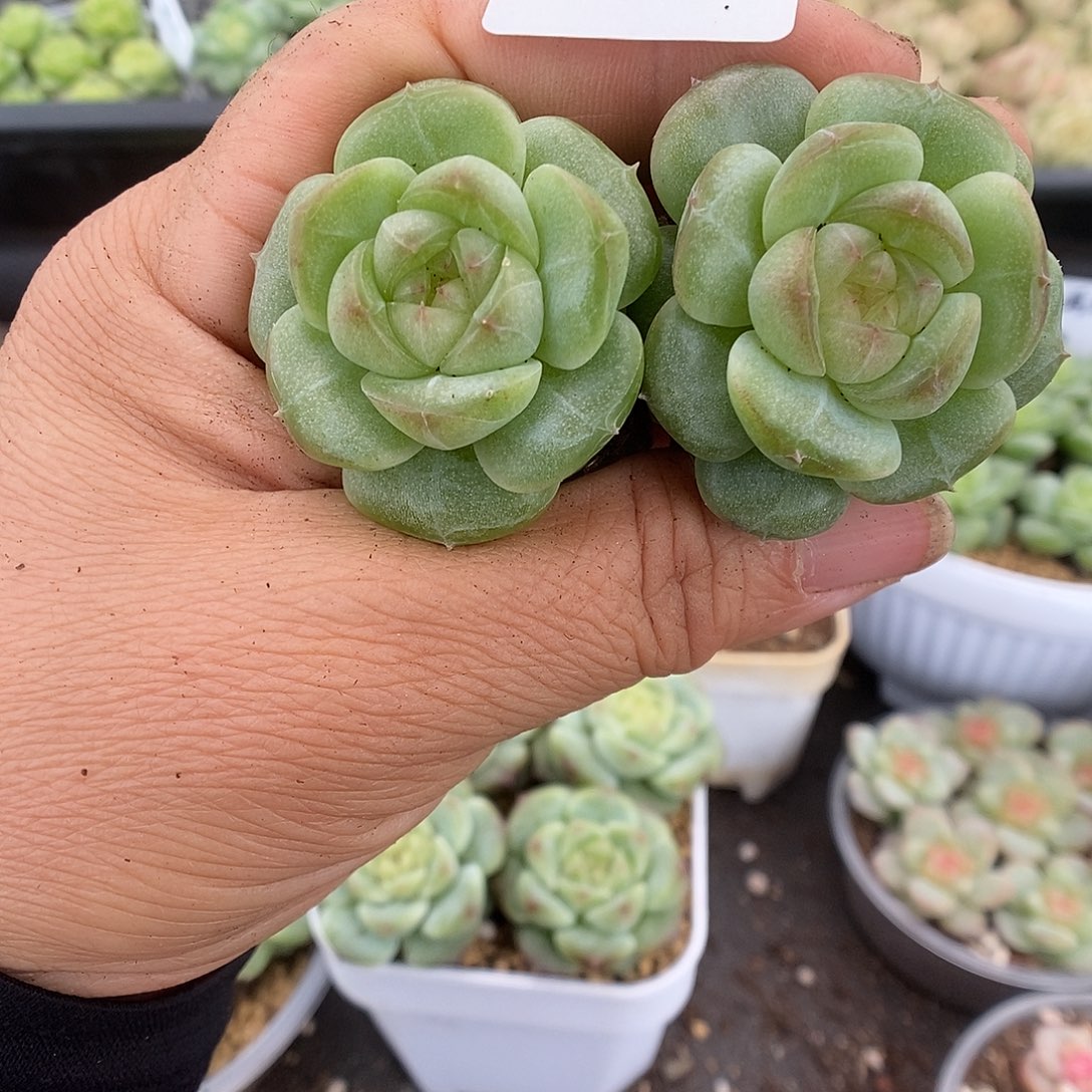 一物一拍一物一拍911-304