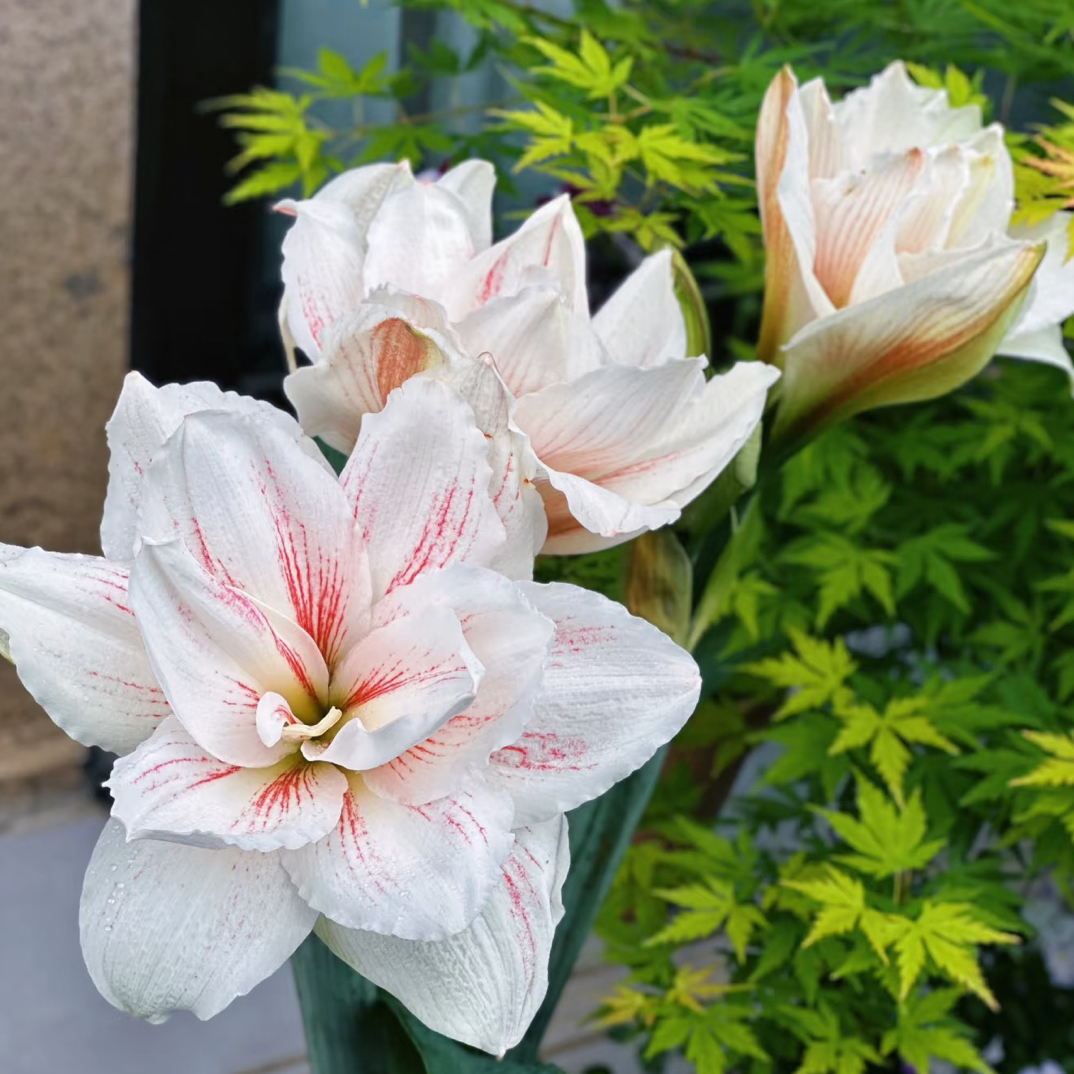 重瓣朱顶红水彩画大球四季开花适合庭院阳台盆栽花卉