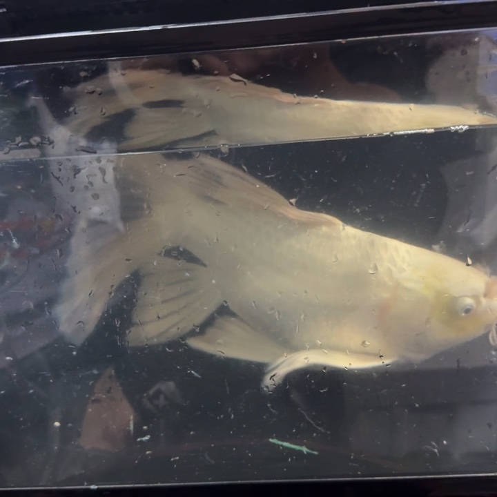 今***么蝴蝶鲤鱼蝴蝶鲤89.9包邮