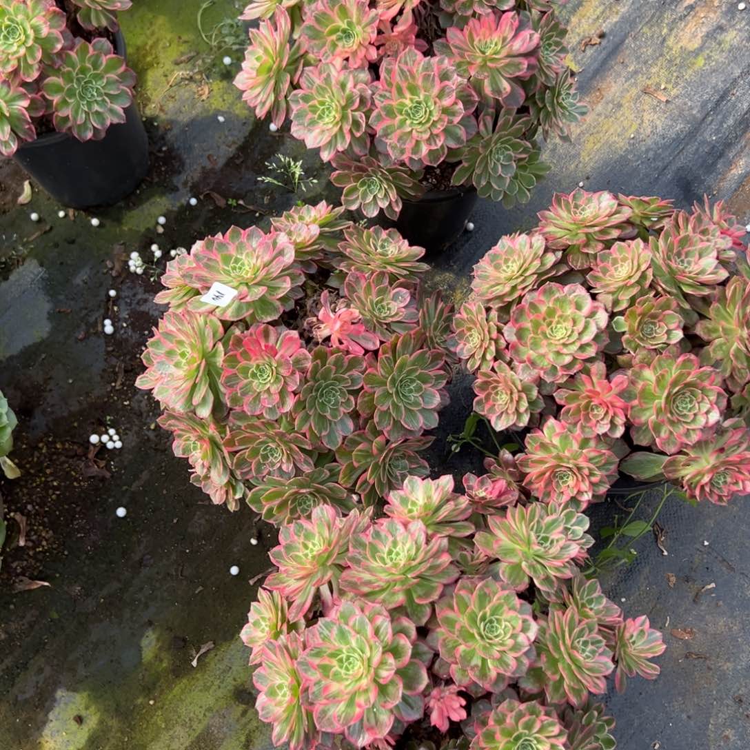 15万花筒一颗15多肉系