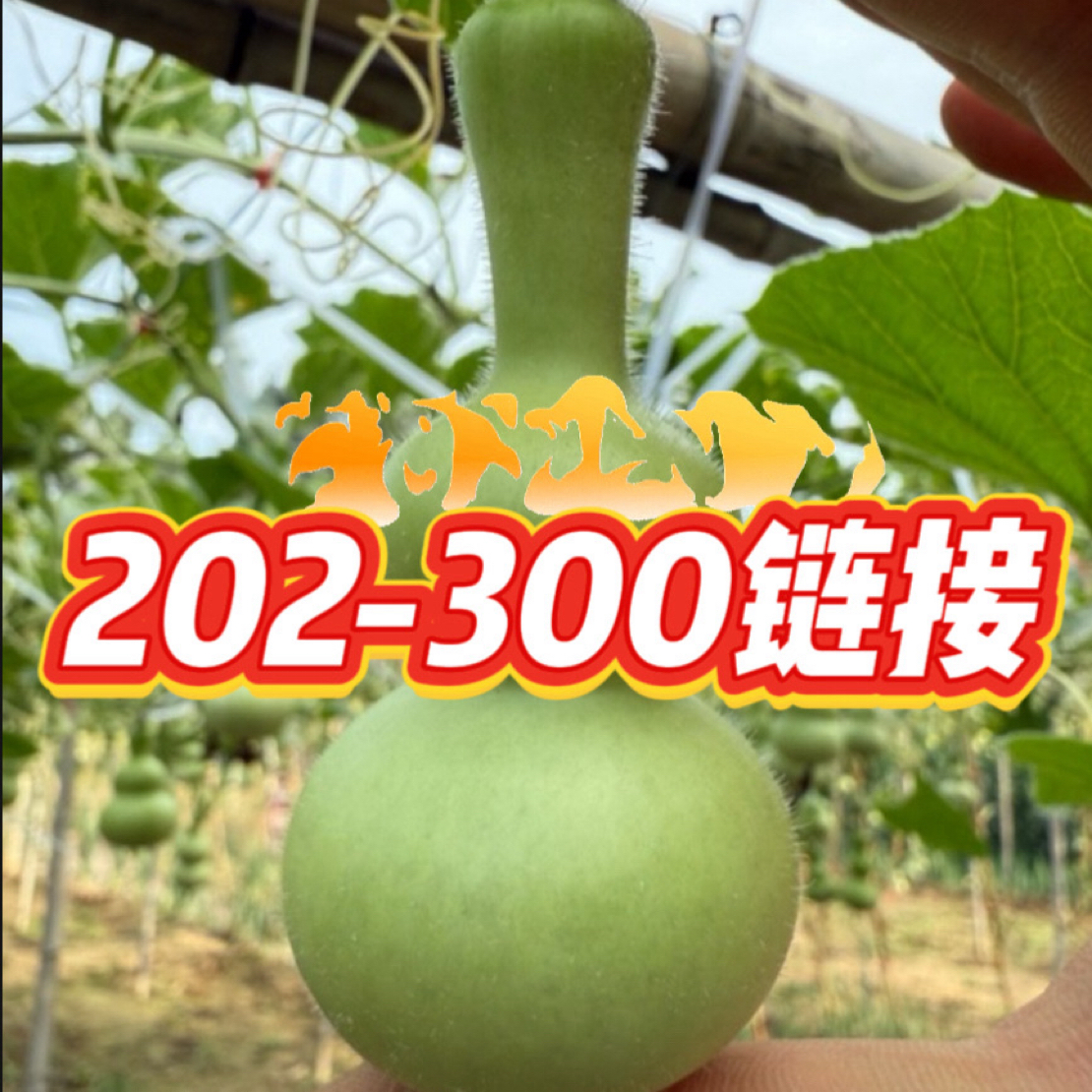 星家202-300元链接