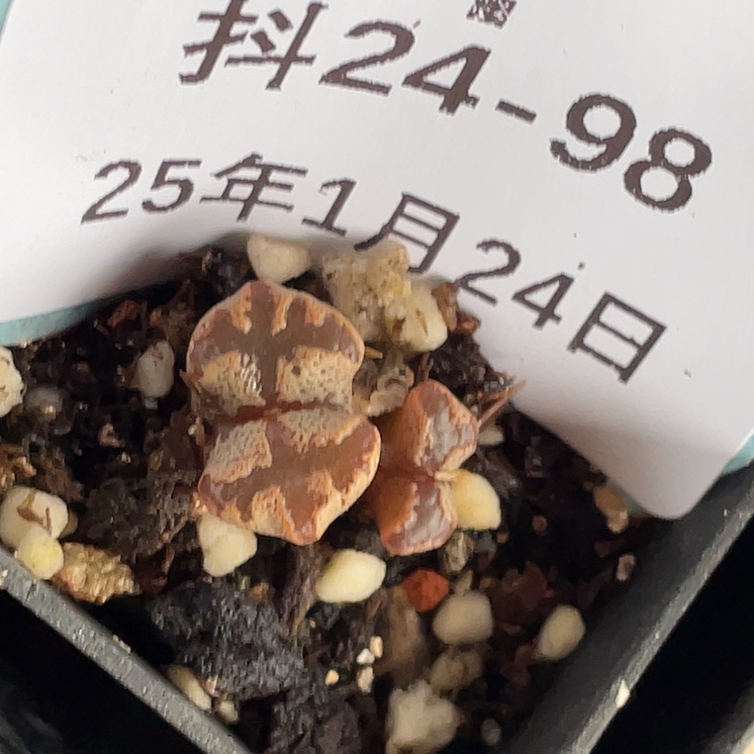 24-98超碟多肉植物