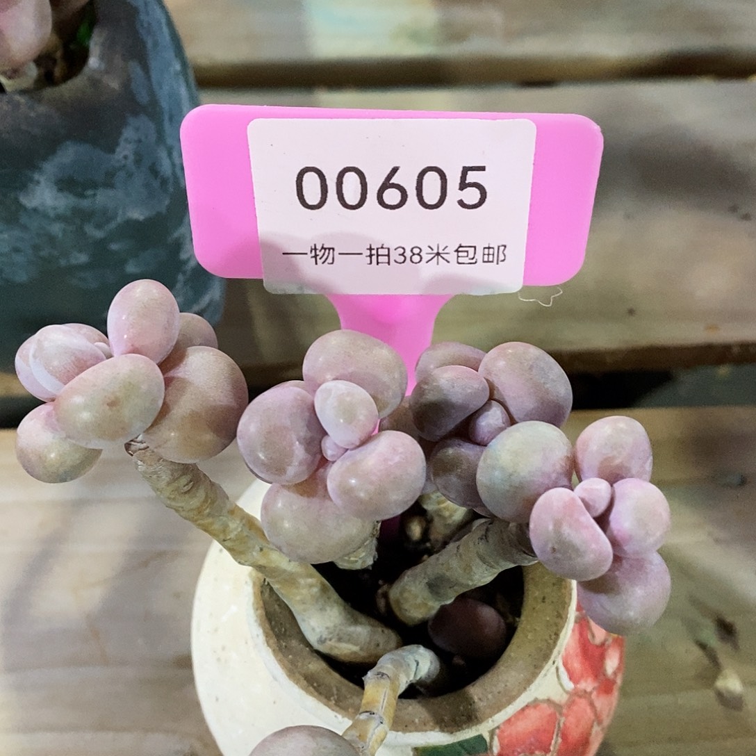 00605，不是去咯鳄鱼咯路