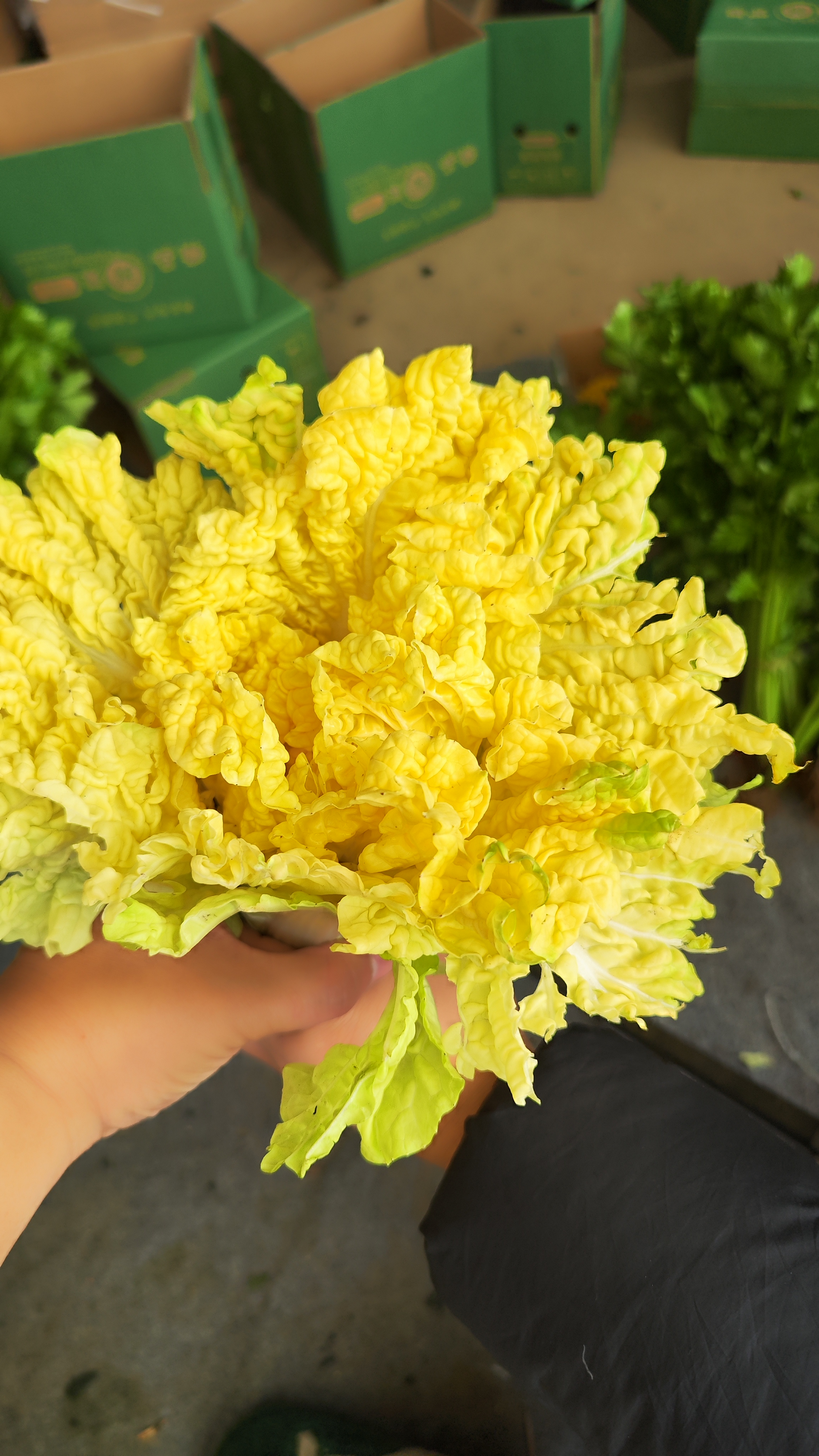 随州安居王家沙湾黄心白菜