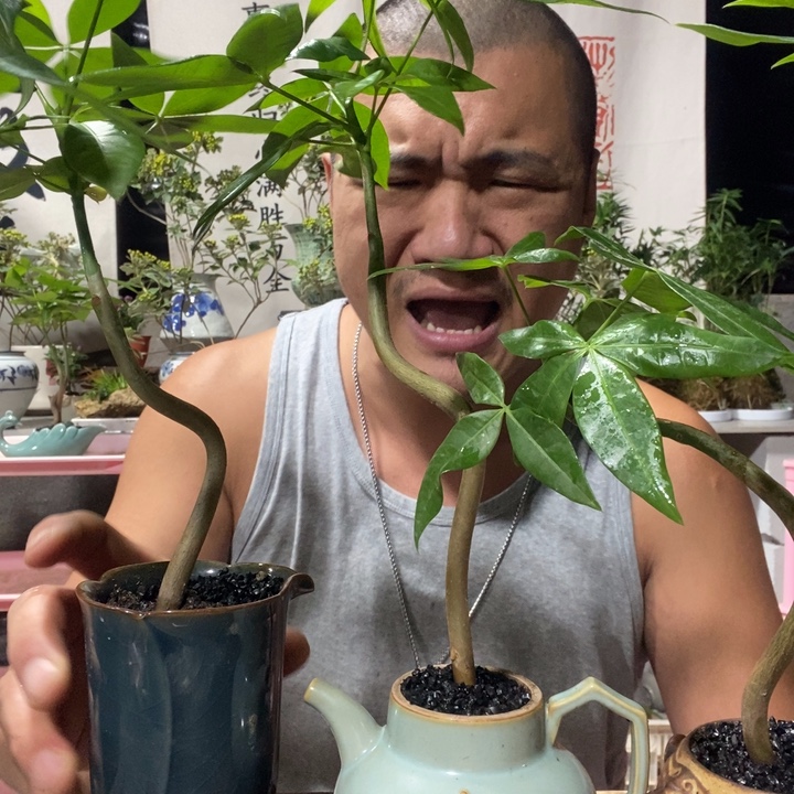 无花朵发财树单颗一盆器型随缘带盆发货，养死补发植物。