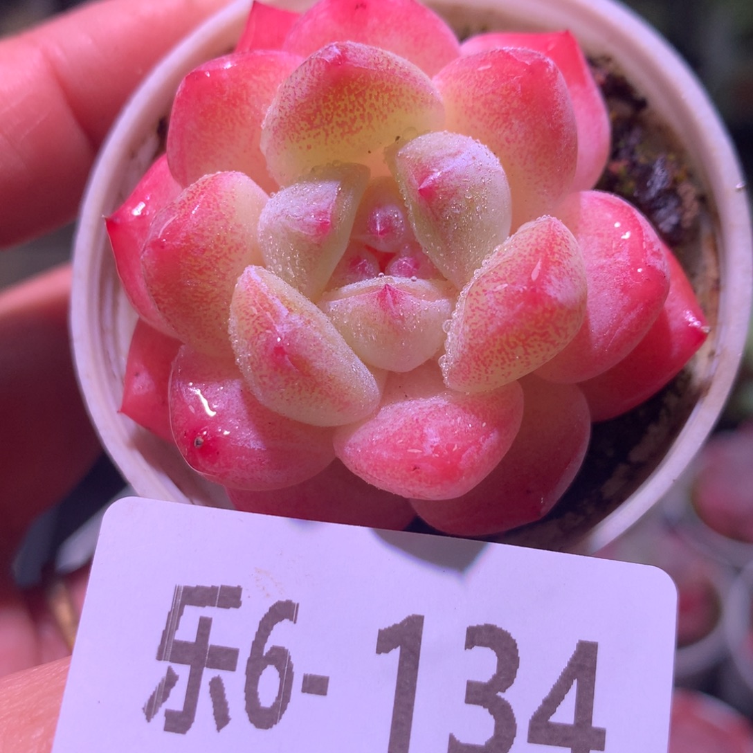 乐然 6-134 冰玉单头 