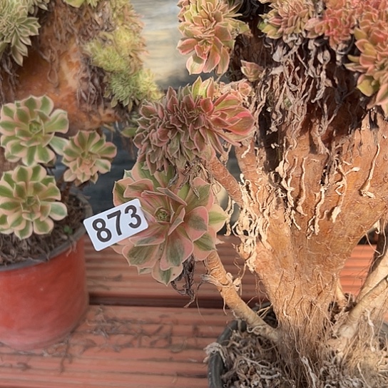 怡***乐多肉植物一个女神873