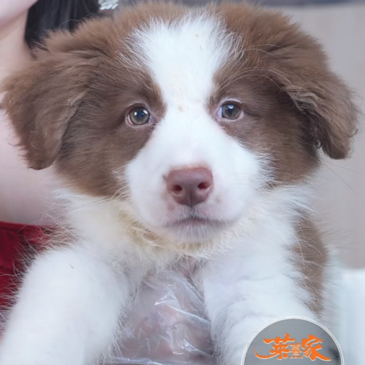 咖啡色边境牧羊犬幼犬（母）6-42