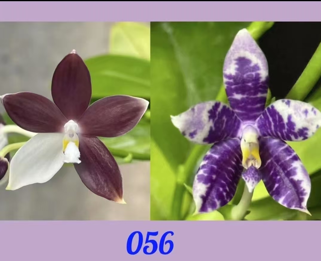 2.5寸 056咖啡盾交蓝孔雀-苗【叶微瑕少根 】原生趣味兰