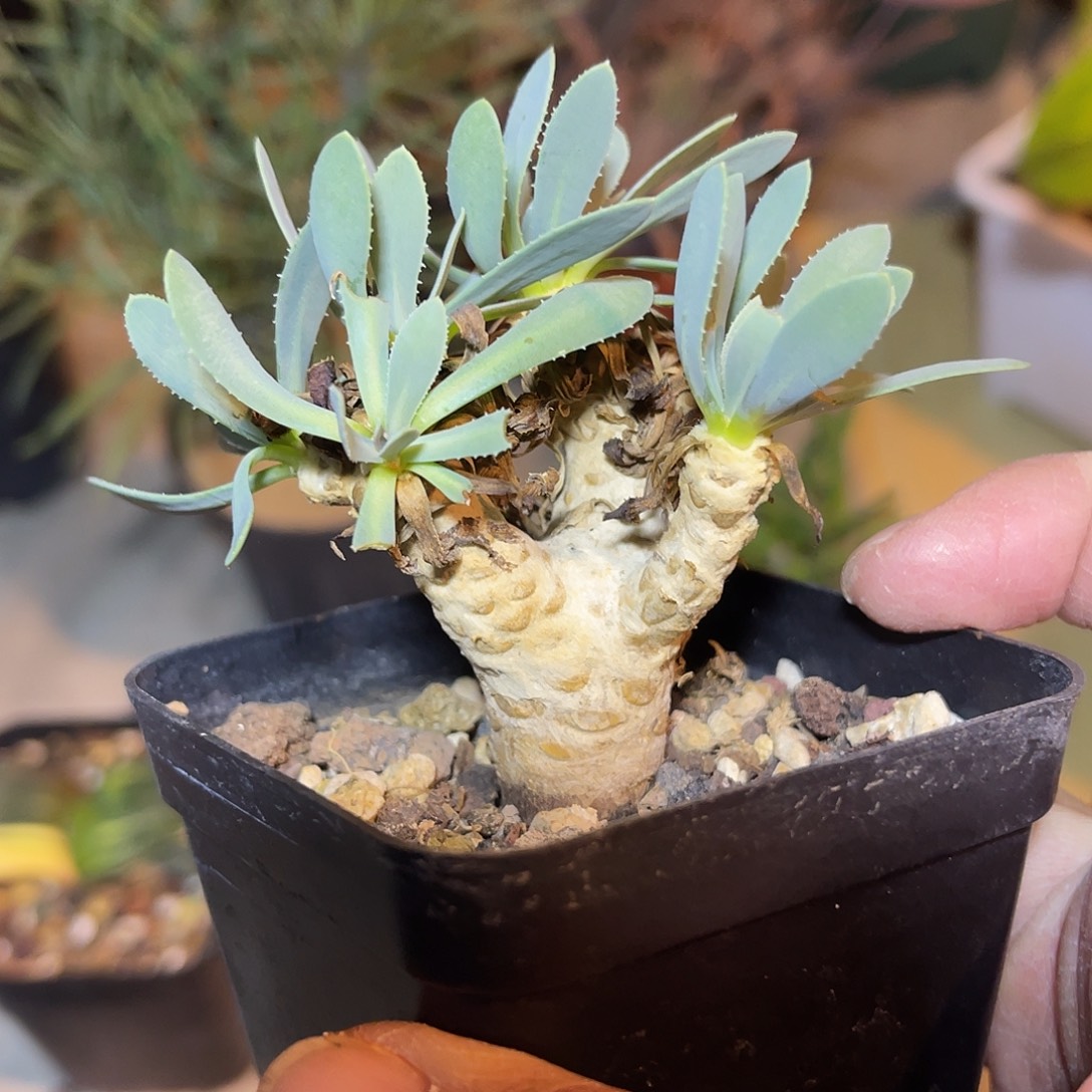实生刨花厚敦菊一物一拍