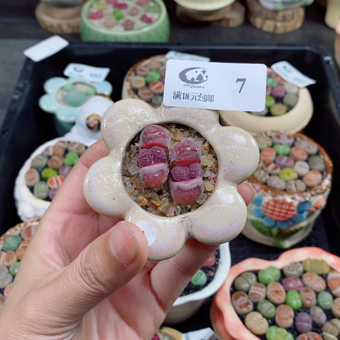 生石花花花花花花花7