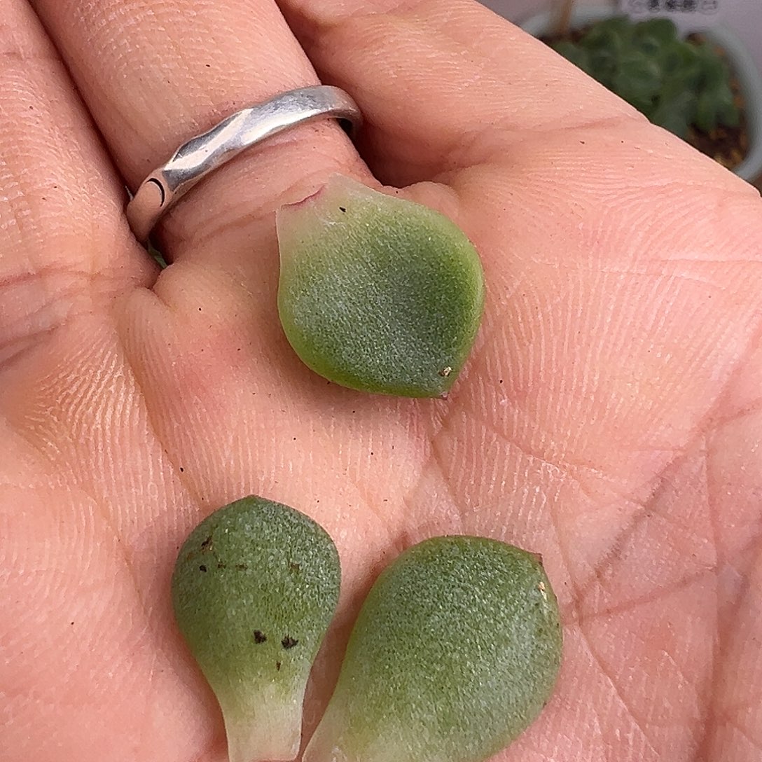 三个1366甜心叶片。  