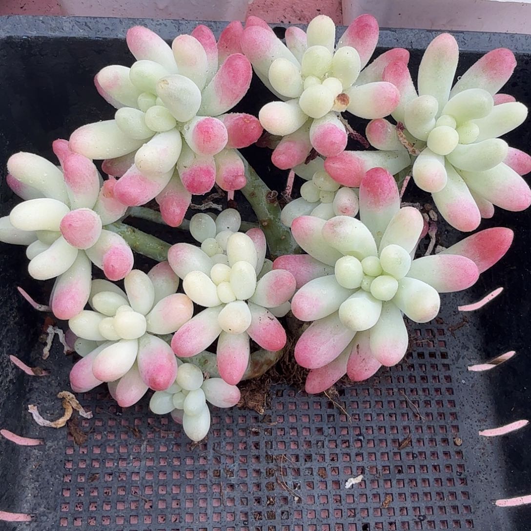 果冻乙女心锦，多肉植物