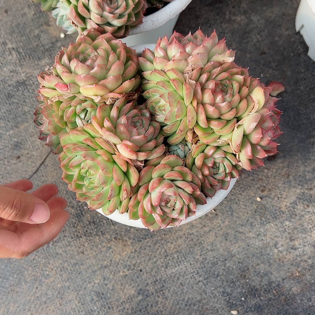 麦秆女王群生大盆