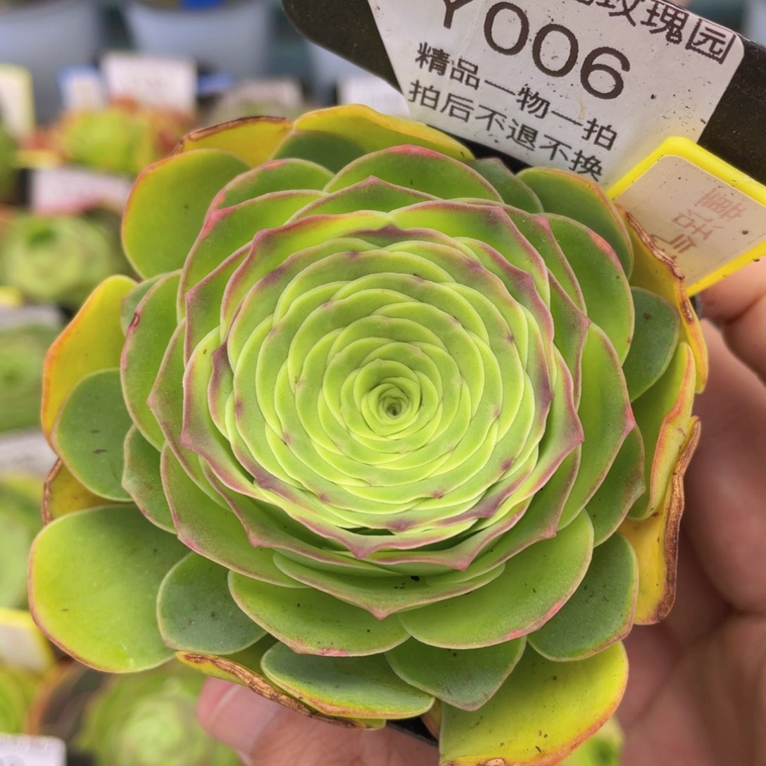 童话气球006一物一拍