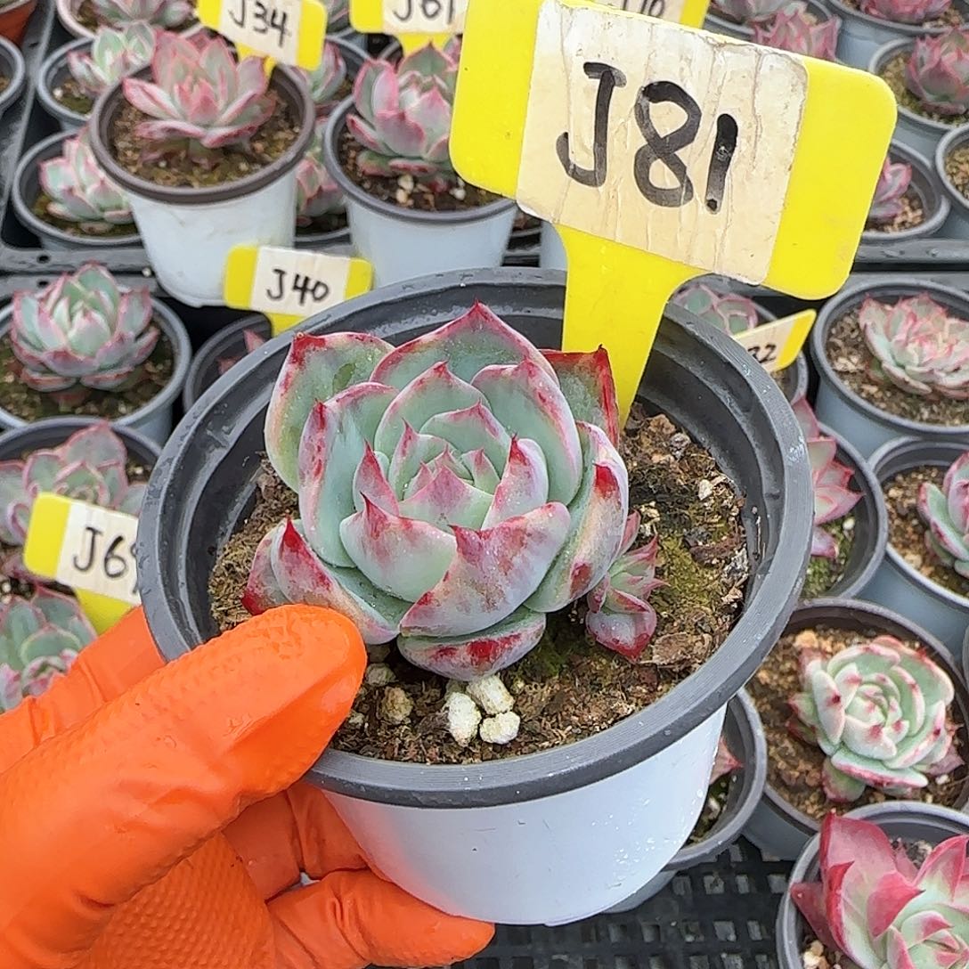 爱****菇J81惊鸿单头多肉