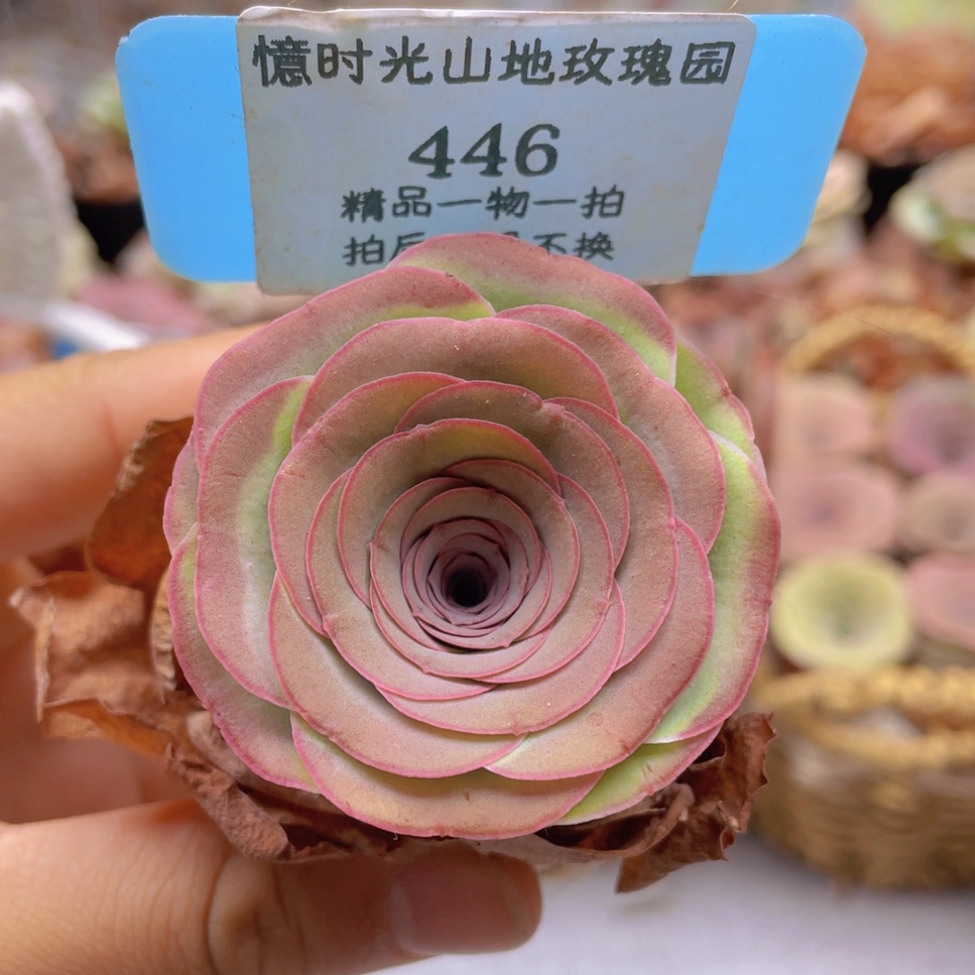 山地玫瑰446裸根发货不售后