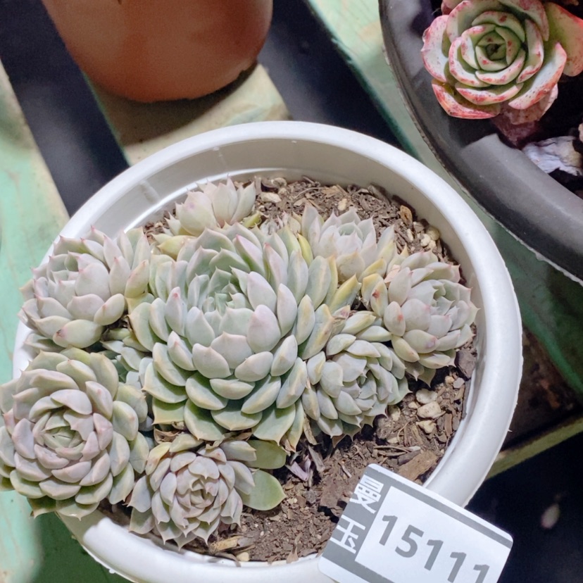 【闪购商品】马丽贝尔15111