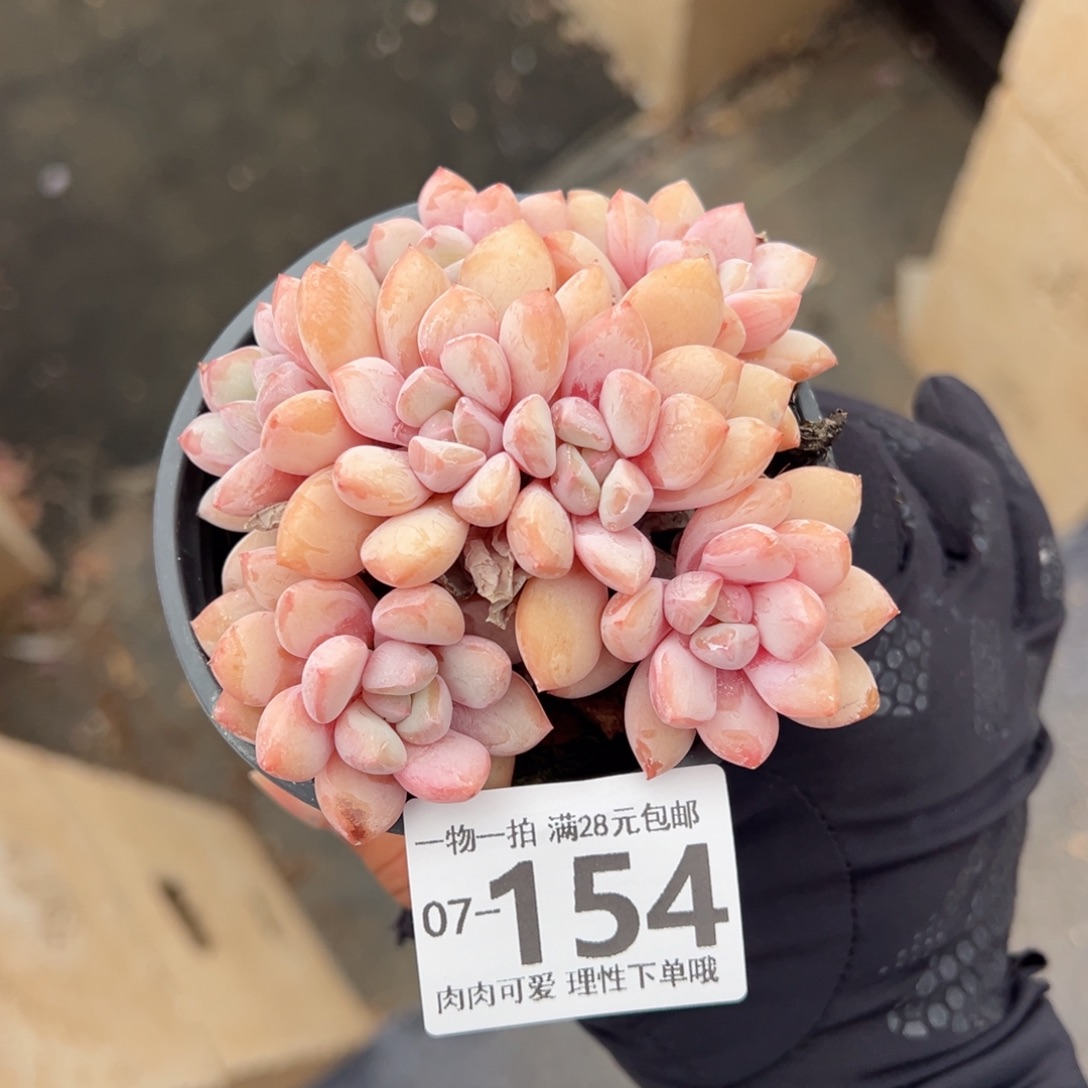 拉丝雨多肉多肉多肉多肉