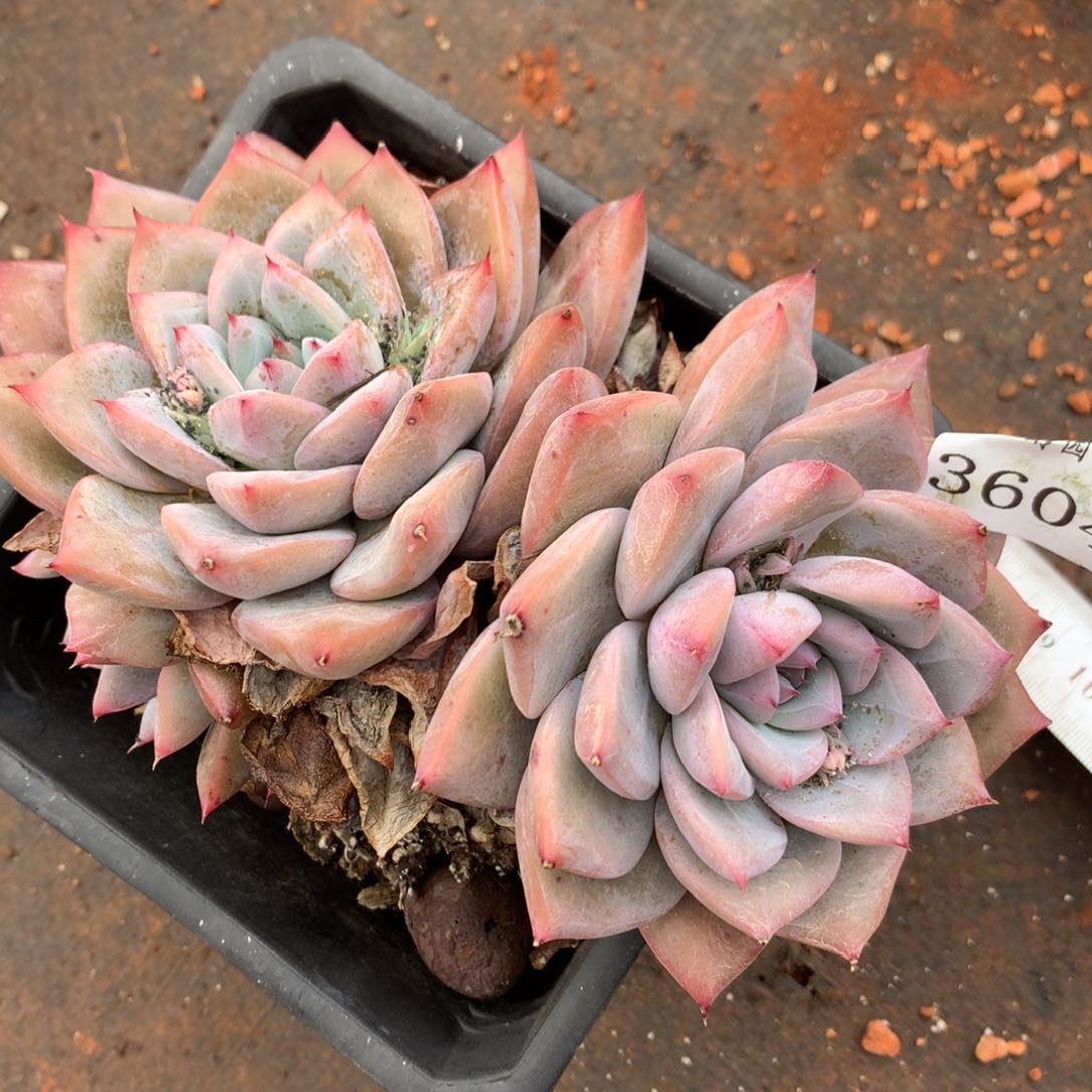 3604杂交多肉老桩