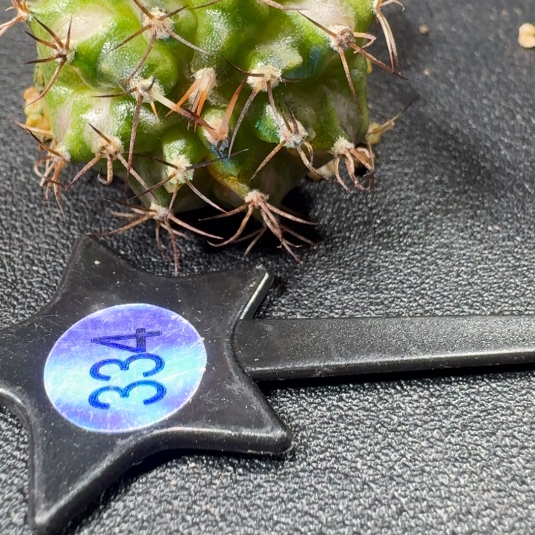 科***那米哈实生自然锦334