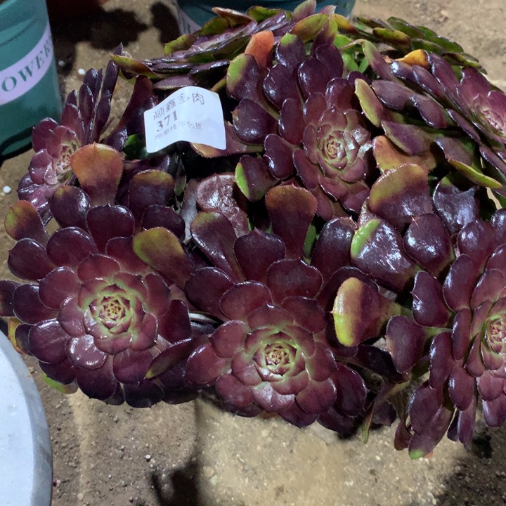 371黑萝莉多肉植物特价