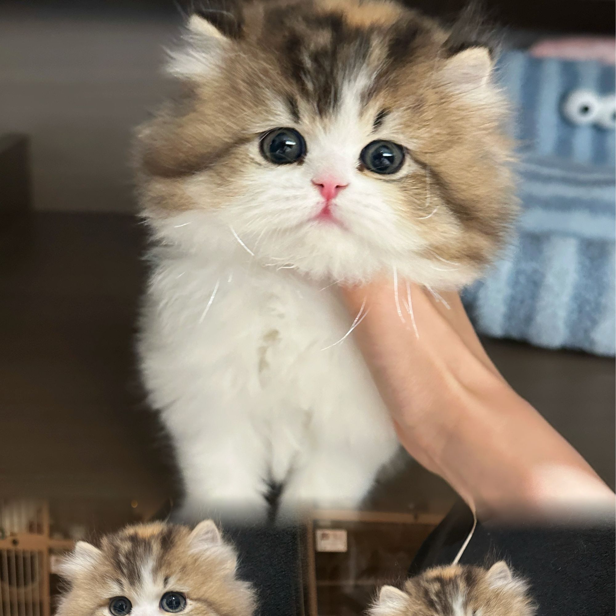 （仙奈尔渐层猫舍）小猫咪活体