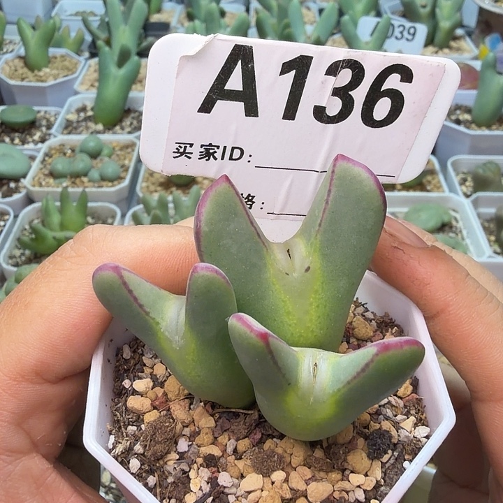 136。满38包邮肉锥