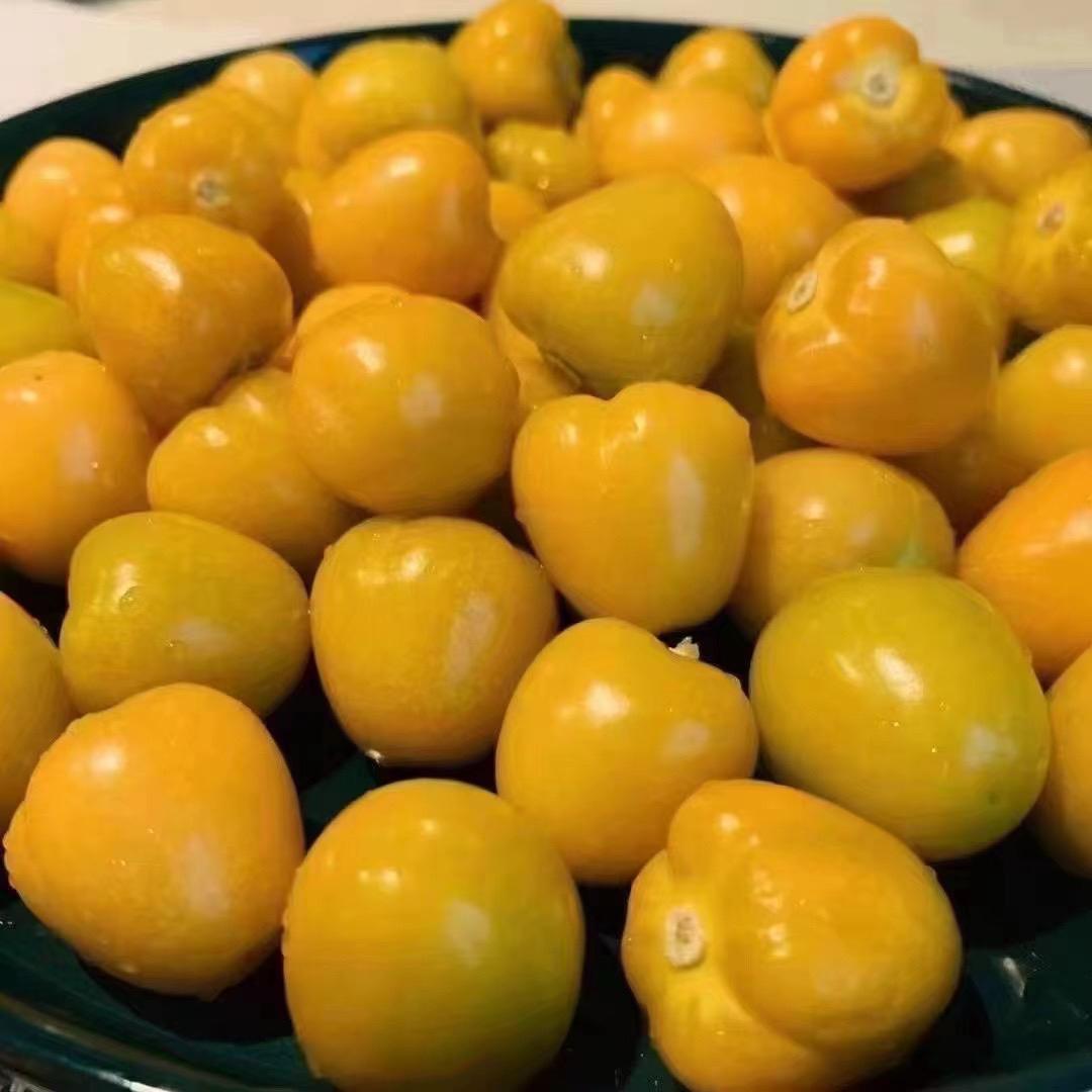 正宗云南菇娘果特产水果；新鲜当季大灯笼果，黄姑娘果大果甜菇凉