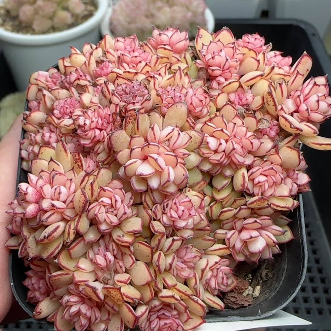 0119-220精品甜茶